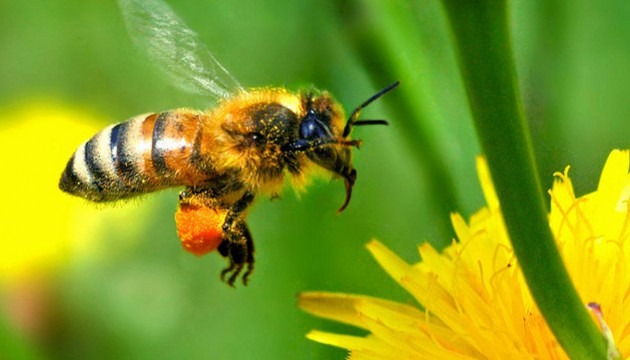 La cire d'abeille : productions, bienfaits et vertus - Zapiculture