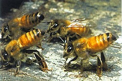 abeille italienne