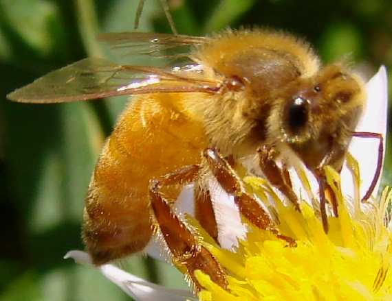 abeille-jaune-italienne