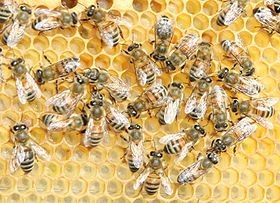 abeille buckfast