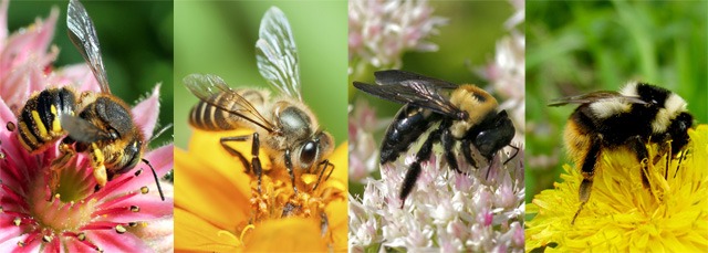 les différents types d'abeilles