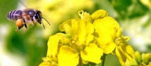 abeille-butine-miel