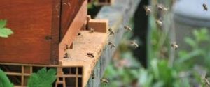 abeilles dans une ruche