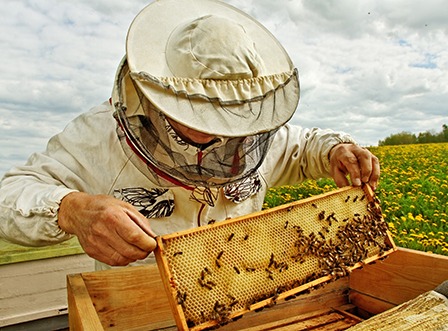 commencer l apiculture