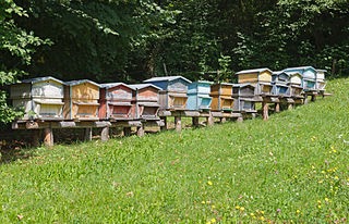 ruches-apiculteur-débutant