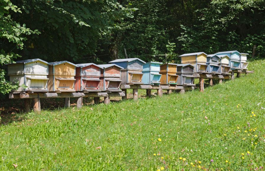 Quel modèle de ruche choisir pour débuter en apiculture ?