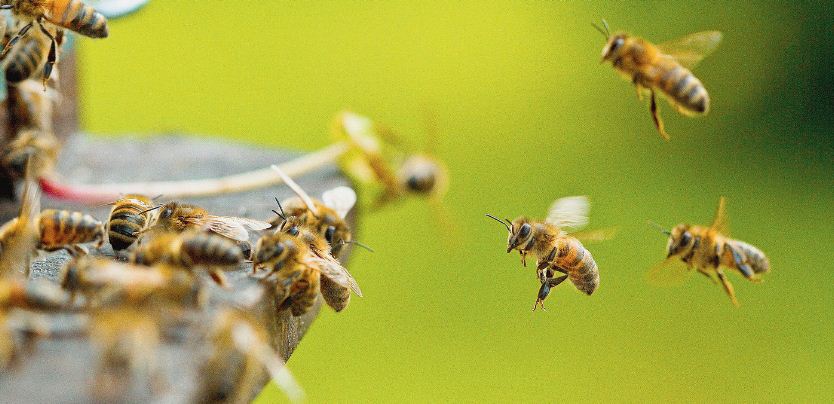Le Finistère, un autre département sinistré par une mauvaise saison apicole