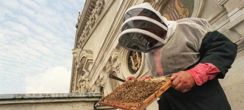Bilan 2016 : une année catastrophique pour l’apiculture