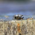 Une abeille morte