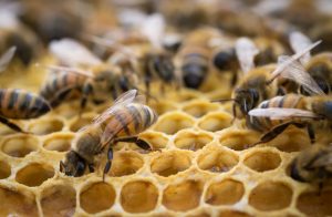 abeilles dans leur ruche