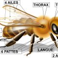 La biologie des abeilles