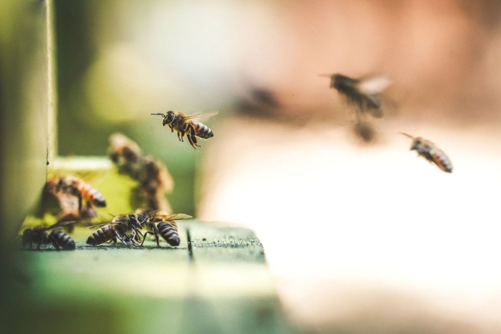 Eviter l’essaimage des abeilles