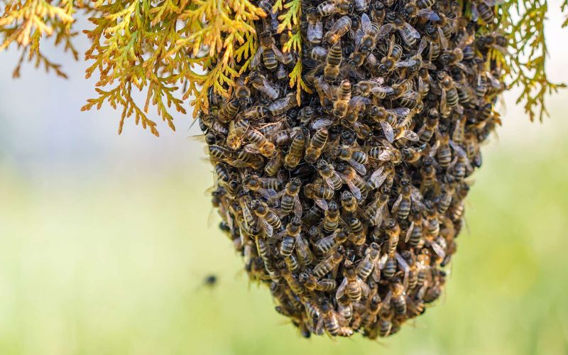 Que faire si vous trouvez un essaim d'abeilles dans votre jardin, et ce  qu'il ne faut pas faire