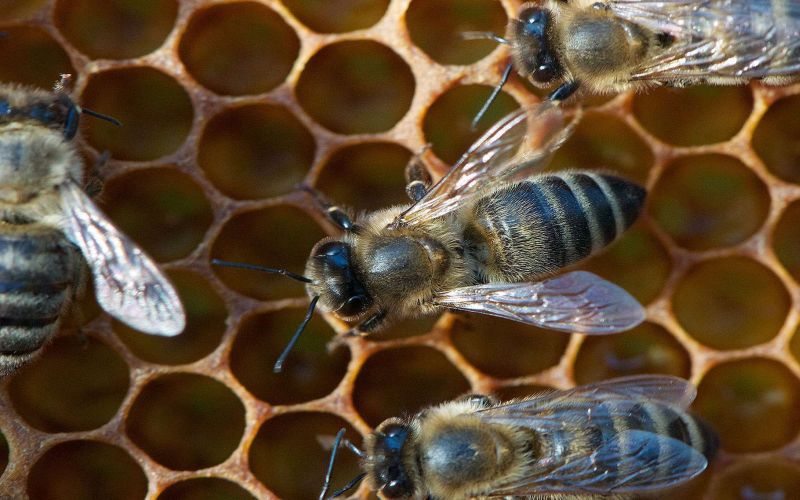 L'abeille ouvrière