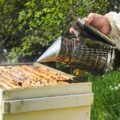 Le calendrier apicole