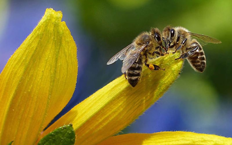 Les phéromones des abeilles