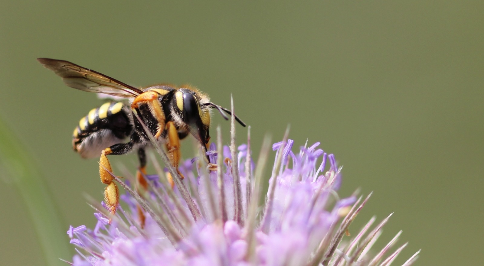 À quoi ressemblent les abeilles dans le monde?