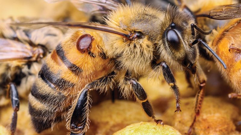 La cire d'abeille à des vertus cicatrisantes et apaisantes