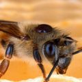 Les parasites des abeilles