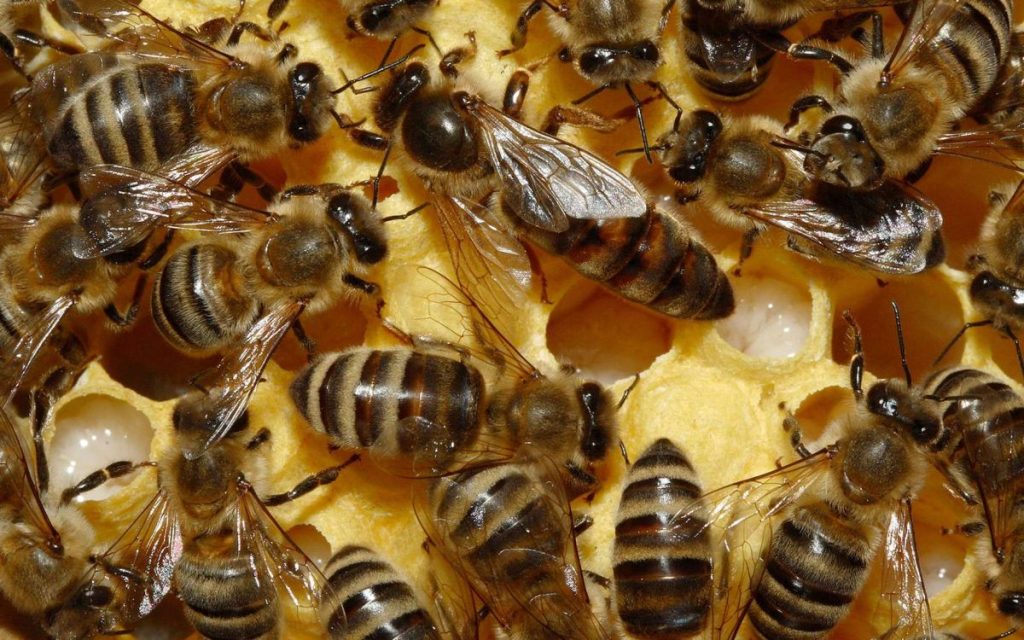 La vie dans la ruche