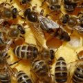 La vie dans la ruche