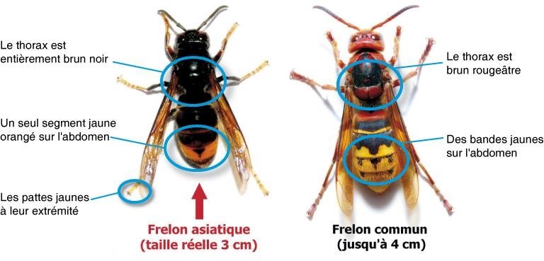 Comment reconnaitre frelon asiatique et du frelon européen