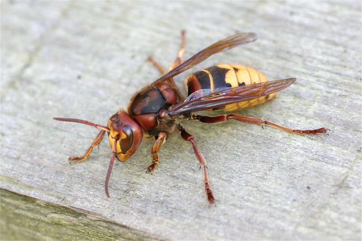 Le frelon européen : allié pour les abeilles