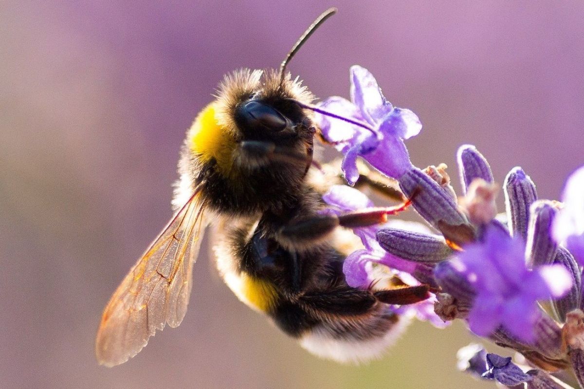 Le bourdon : butineur de nectar et pollinisateur comme les abeilles