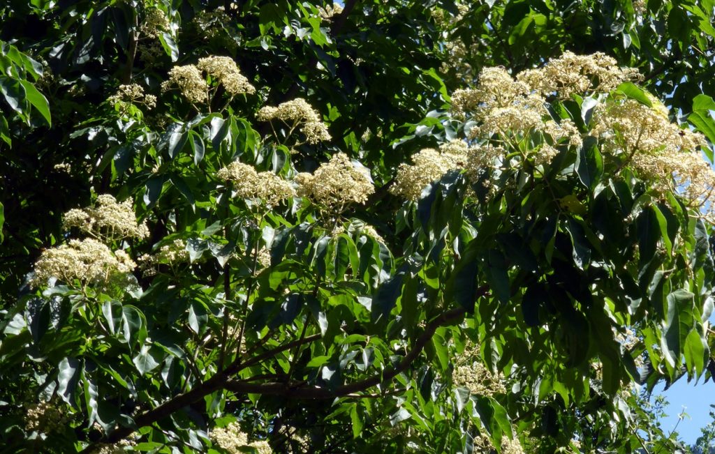 L'arbre à miel (Tetradium daniellii)