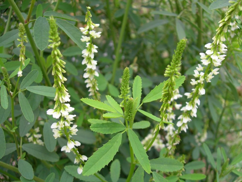 Le mélilot blanc