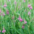 Le sainfoin