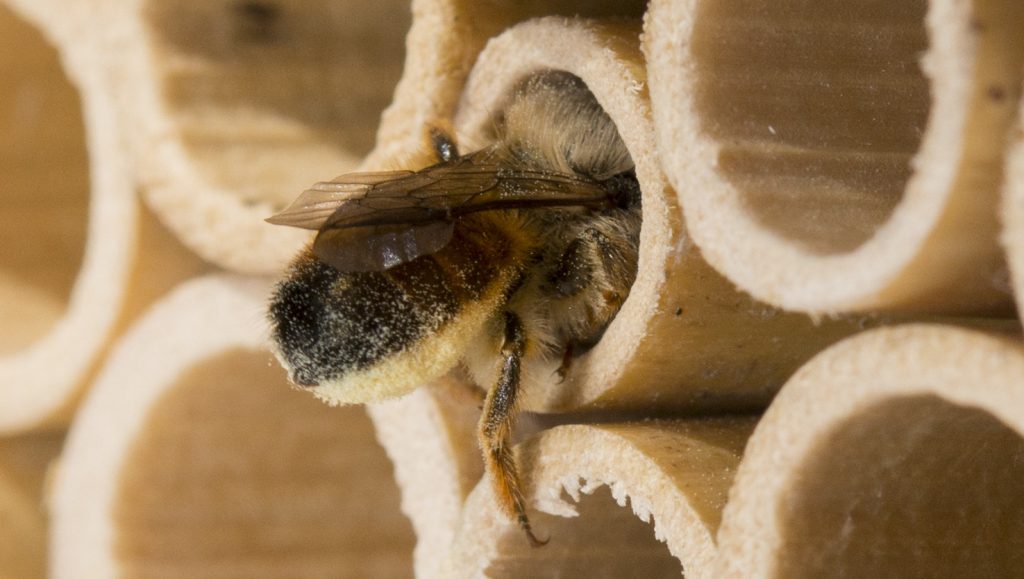 Abeilles maçonnes