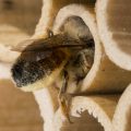 Abeilles maçonnes