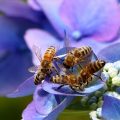Combien de temps vit une abeille