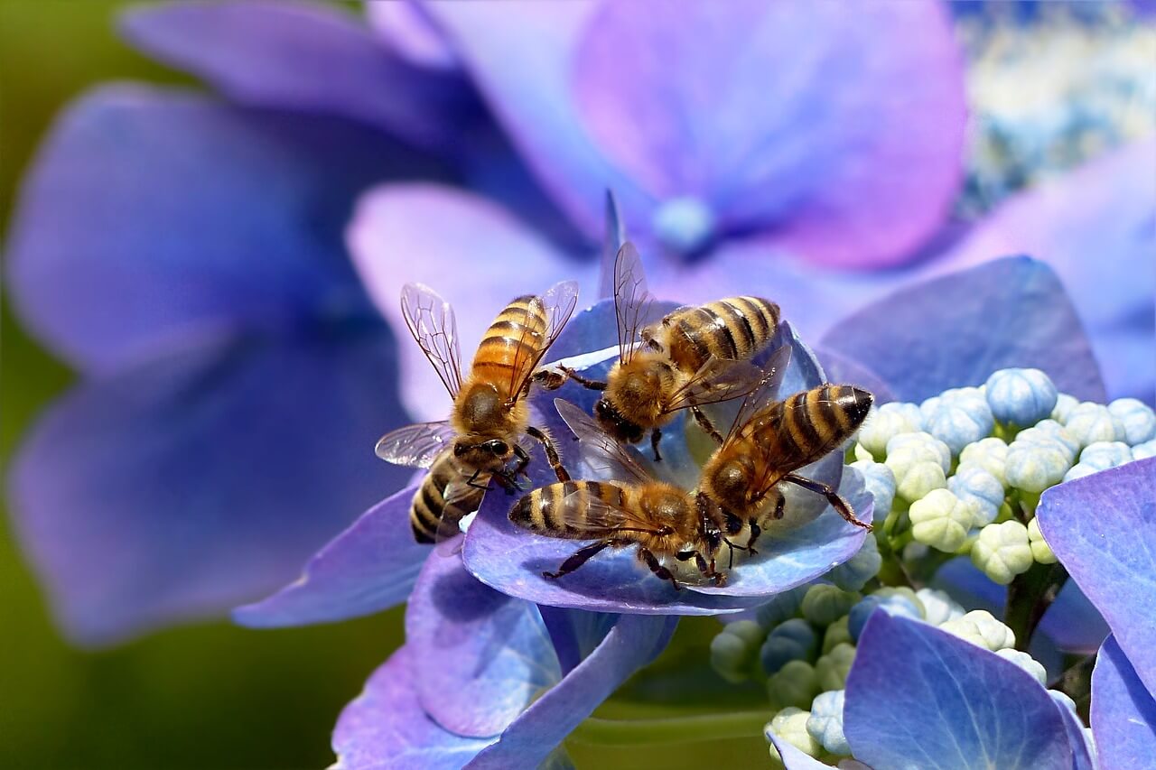 Combien de temps vit une abeille