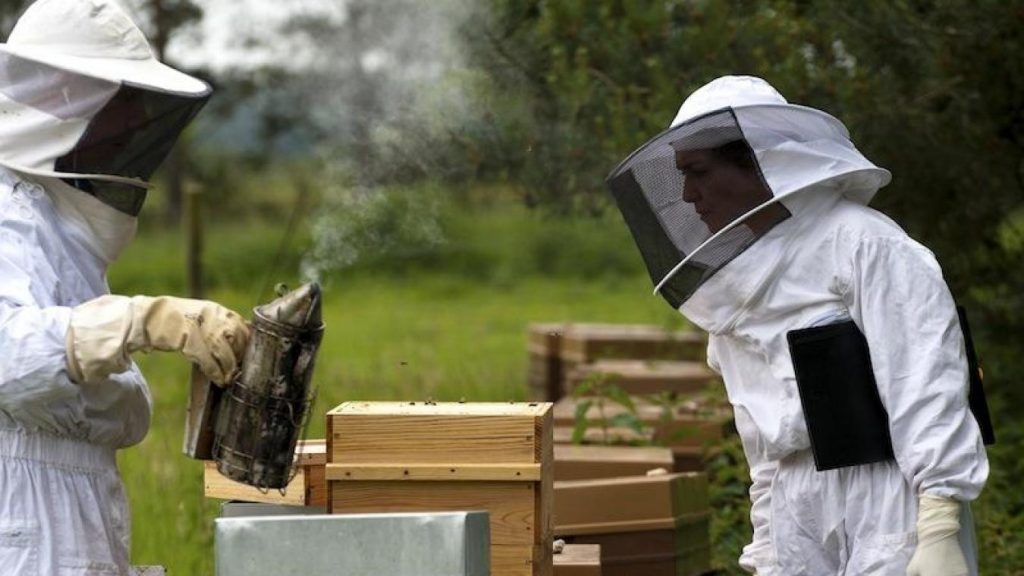Pratiquer l’apiculture