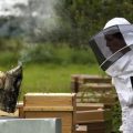 Pratiquer l’apiculture