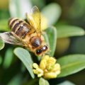 Abeilles solitaires