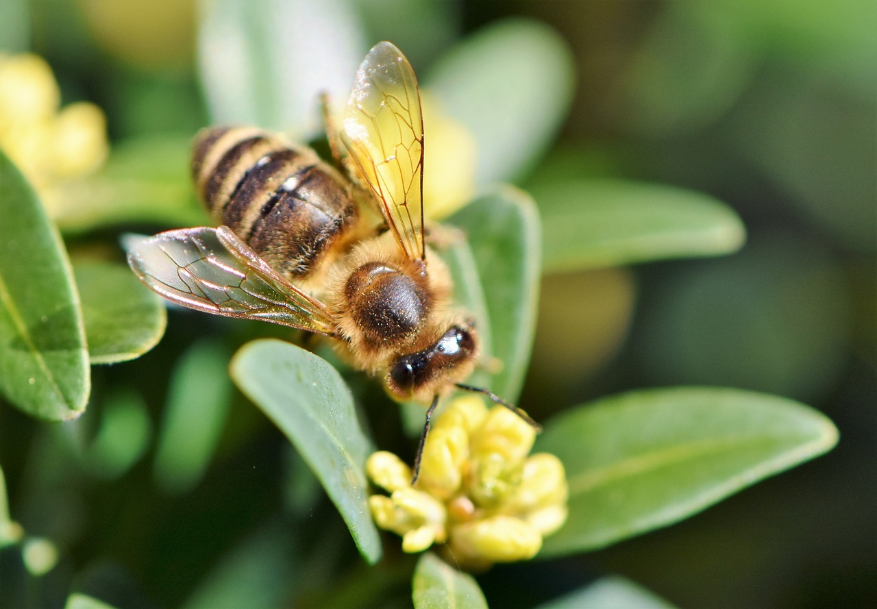 Abeilles solitaires