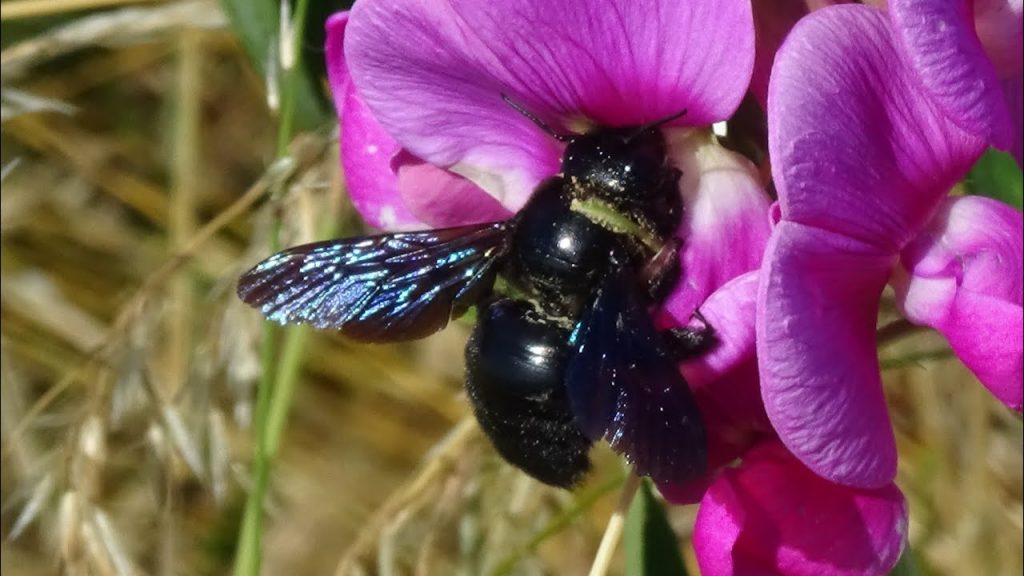 L’abeille charpentière