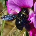 L’abeille charpentière