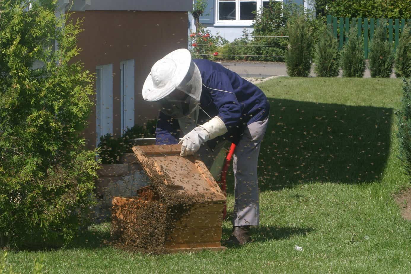 Comment réagir face à un essaim d'abeilles (espèce protégée) dans