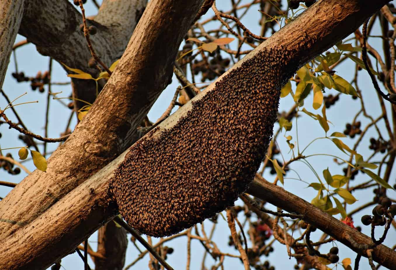 Que faire si vous trouvez un essaim d'abeilles dans votre jardin