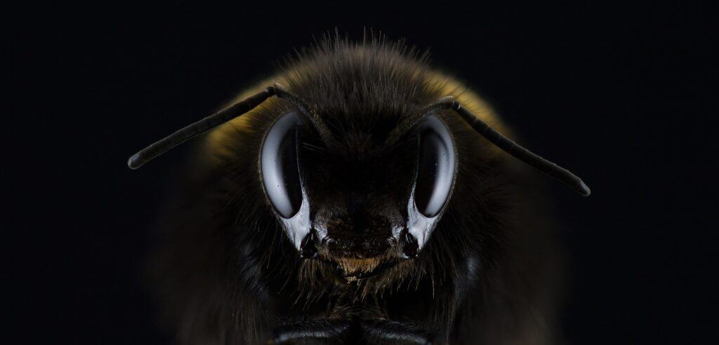 abeille-noire