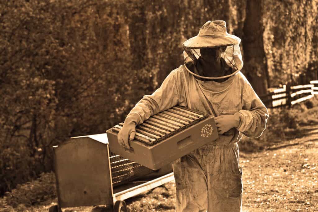 apiculteur